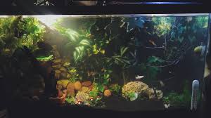 Clear for life 50 gallon 24 lx24 wx24 h penon acrylic aquarium. 50 Gallon Community Tank Of Mine Stocking List In Comments Aquariums