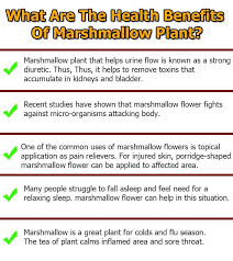 Marshmallows get their name from the fragrance associated with the marshmallow root. Top 12 Best Health Benefits Of Marshmallow How To Use Marshmallow