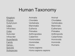 Image Result For Human Taxonomy Superfamily Primates