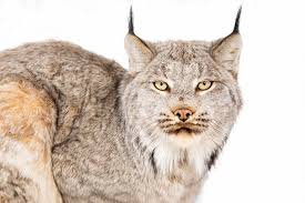 Some animals hide from predators by changing color to blend into the different summer and winter habitats. How To Catch A Wild Cat Tracking Lynx Across The Vast By U S Fish Wildlife Alaska Medium