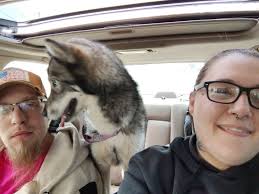 Found dog in Chugiak, Alaska