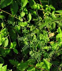 Image result for Vernonia hirsuta