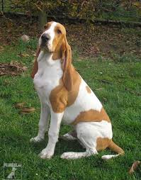 Image result for bernský honič