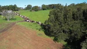 #leadership #futureofnswdairy #supplychain #mentoring #leaders #sfirp3