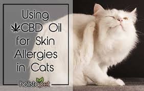 using cbd oil for skin allergies in cats works holistapet