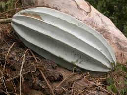 Image result for Telfairia occidentalis