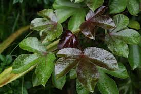 Image result for Jatropha gossypiifolia