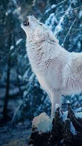 Maybe you would like to learn more about one of these? White Wolf Wallpaper For Android Apk Download