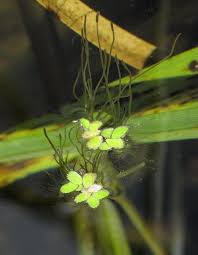 Image result for Spirodela