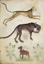 Giovannino De Grassi And His Animal Notebook Italian Ways Medieval Art Animal Art Animal Paintings