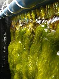 Pin On Diy Algae Scrubber