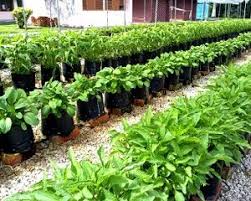 Gunakan campuran medium tanaman untuk pokok berpasu dalam nisbah 3:2:1 (3 top soil : 9 Cara Menanam Sayur Fertigasi Panduan Praktis Ilmubudidaya Com