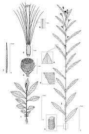 Image result for Pentanema indicum