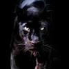 Search free black panther wallpapers on zedge and personalize your phone to suit you. Https Encrypted Tbn0 Gstatic Com Images Q Tbn And9gcqt7npkkoc2zy9wdrupvatmz9xgeirnjpc97npu6z6ac3swwk44 Usqp Cau