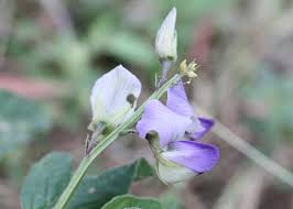 Image result for Crotalaria verrucosa