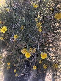 Image result for Launaea cornuta
