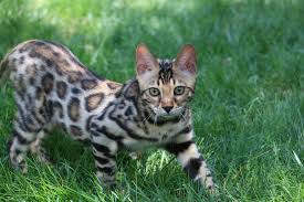 We usually have bengal kittens available in brown andsnow spotted/rosetted patterns. Bengal Cats For Sale Bengal Kittens Bengal For Sale Kittens For Sale Bengal Kittens Denver Co Bengal Cat Bengal Kitten Bengal Cat Facts
