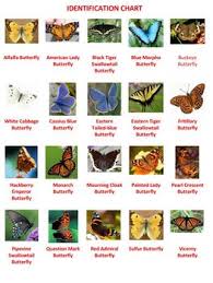 Butterflies And Moths Bingo