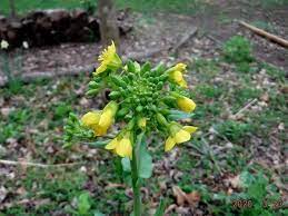 Weeds tall plant with yellow flowers identification. Plant Id Forum Identification Tall Weed Yellow Flowers Garden Org