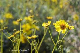 2001 e lohman ave # 126, las cruces, nm 88001 phone: Flowers French Ethereal