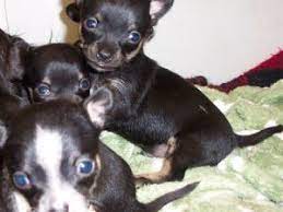 She's so playful and sweet, she won't be going to just any home, home checks may apply. Chihuahua Puppies In Michigan