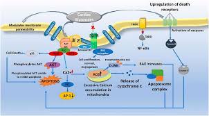 Image result for Bersama swynnertonii