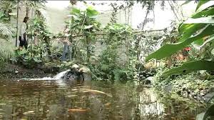 Willkommen in radolfzell markelfingen am bodensee. Schmetterlingshaus Jonsdorf Tropenhaus Reptilienhaus Schmetterlingshaus Jonsdorf