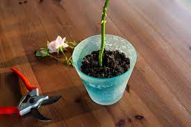 Such as layering, dividing, cuttings and seeding. How To Grow Roses From Cuttings