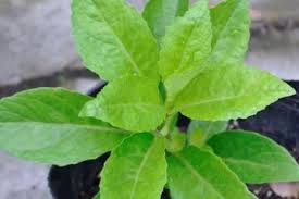 Daun sambung nyawa bisa dimakan sebagai lalap mentah dengan nasi. Inilah Cara Mengolah Daun Dewa Untuk Mengobati Berbagai Penyakit Mudah