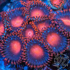 Bam Bam Zoas Coral Aquarium Reef Aquarium Saltwater Aquarium