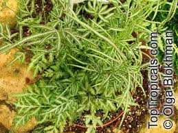 Image result for Pteris similis