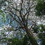 Image result for Ficus trichopoda