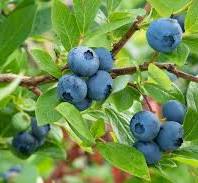 Latania Scale in Blueberry Orchards - Alabama Cooperative ...