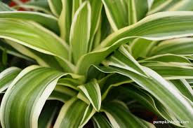 Image result for Chlorophytum macrophyllum