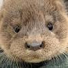 One of these otters is the sea otter, which is found in the pacific coast of north america. 3