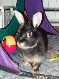 Whether you're looking for bunnies, hamsters, guinea pigs, ferrets, snakes, tortoises, or lizards, stop by today and see for yourself! Turbo The House Rabbit Has An Important Message To Share Bored Panda