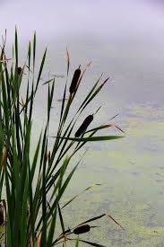 In some areas it may also eat clams mussels snails crayfish small fish and frogs. Cattails Landscape Watercolor Landscape Nature Photography