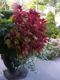 Image result for Coleus hereroensis