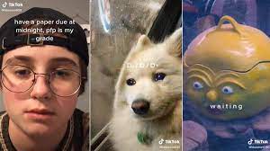 | frog meme, cute memes, frog pictures. My Pfp Know Your Meme