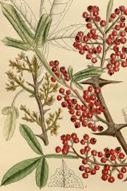 Image result for Zanthoxylum
