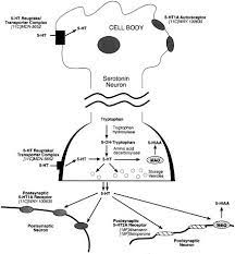 Serotonin In Aging Late Life Depression And Alzheimer S Disease The Emerging Role Of Functional Imaging Neuropsychopharmacology