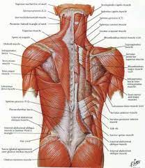 They work together to support your body's weight and. Back Muscle Chart Danabi