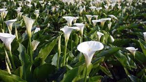 Calla im topf oder kübel pflanzen. Calla Uberwintern So Hast Du Auch Im Nachsten Jahr Was Von Der Blume Utopia De