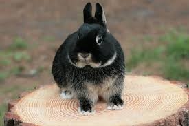 Netherland bunny may 25, 2016 no comment. Netherland Dwarf Rabbit Information And Facts About The Netherland Dwarf Rabbit Breed Learn More About Netherlan Dwarf Rabbit Netherland Dwarf Rabbit Breeds