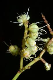 Image result for Klainedoxa