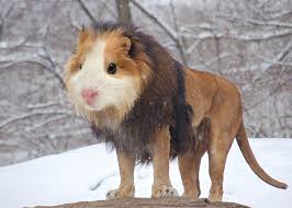 Weird Animals Photoshopped Animals Animal Mashups Weird Animals