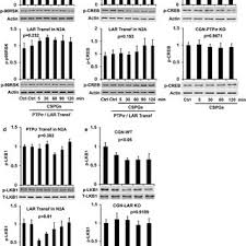We did not find results for: Unaltered Properties Of The Nmda Receptor In Ptprz Deficient Mice A Download Scientific Diagram
