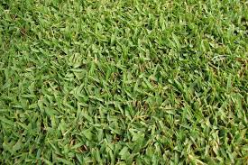 Create beautiful mounds of soft, lush green, finely textured grass. Zoysia Zoysia Tenuifolia Growing Planting Caring