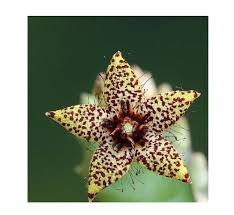 Image result for Orbea knobelii