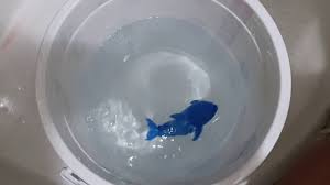 Bu ürüne henüz yorum yapılmadı. Crazy Diving Dolphin Nasil Calistirilir Inceledik Youtube